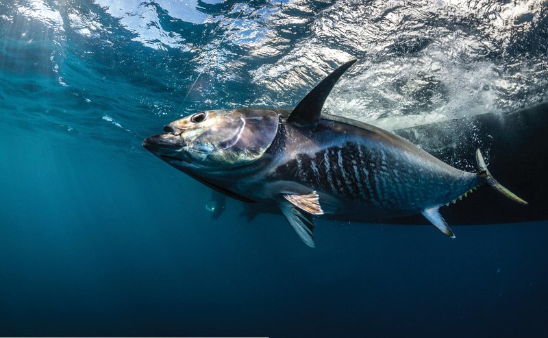 Discover the Fun of Ice Fishing with Top UK Online Casino Games